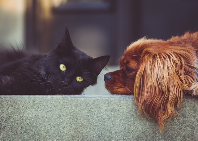 Spray anti-puces et anti-tiques pour animaux de compagnie